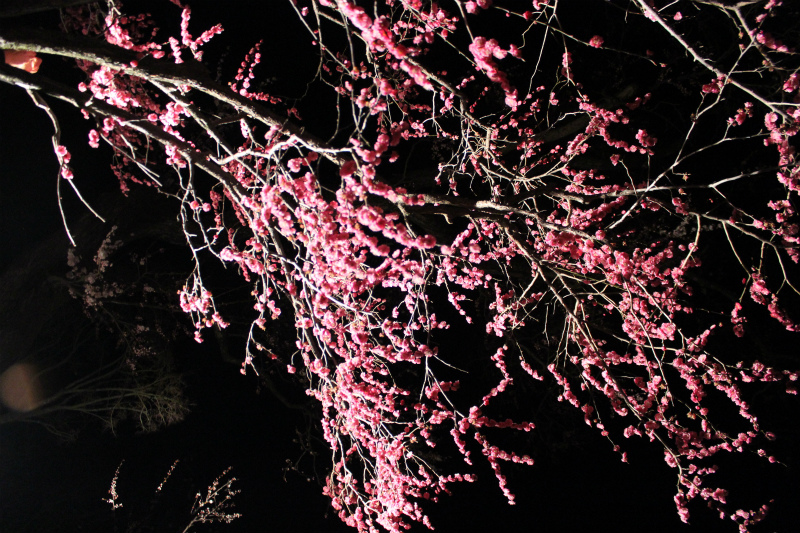 千曲市森の杏　夜のライトアップ