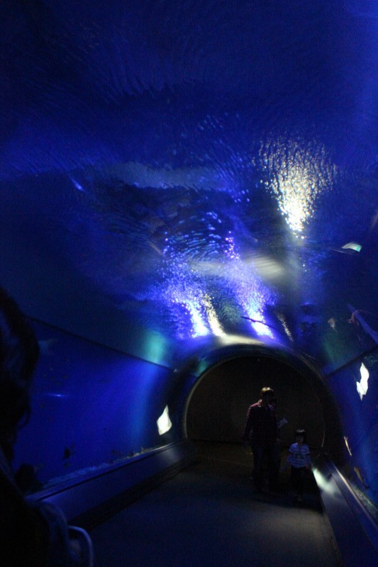 大阪：世界最大級の水族館 海遊館